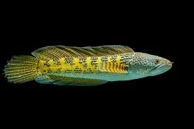 Golden cobra Snakehead