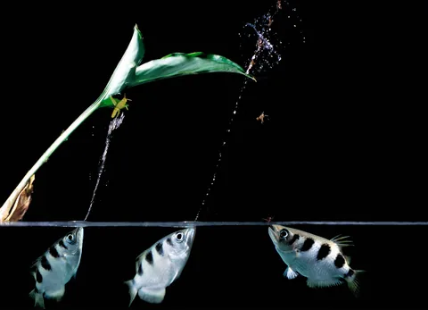 Archer Fish, Banded Archer Fish