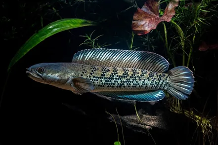 Assamese Snakehead