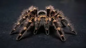 Chaco Golden Knee Tarantula