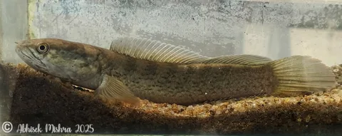Black-marked Snakehead