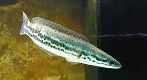 Malabar Snakehead