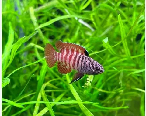 Rasbora labra