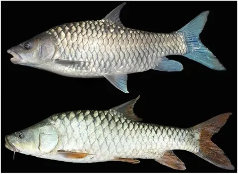 Mahseer / Indian Mahseer