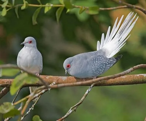 Diamond Dove