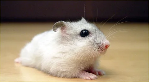 Russian Dwarf Hamster