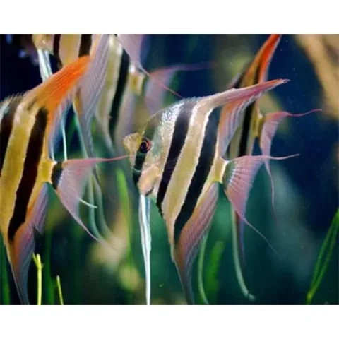 Peruvian Altum Angelfish
