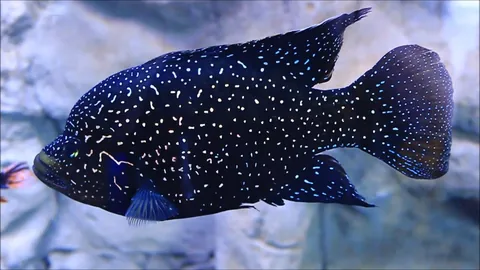 Poleni Cichlid (also spelled Polini or Polleni Cichlid)
