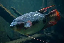 Giant Black Gourami