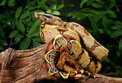 Red-tailed Boa