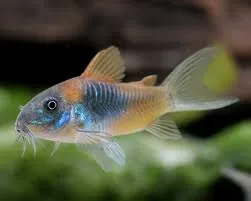 Venezuelan Corydoras (often called Venezuelan Cory Catfish)