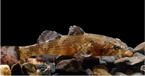 Indian Prionobutis Microps