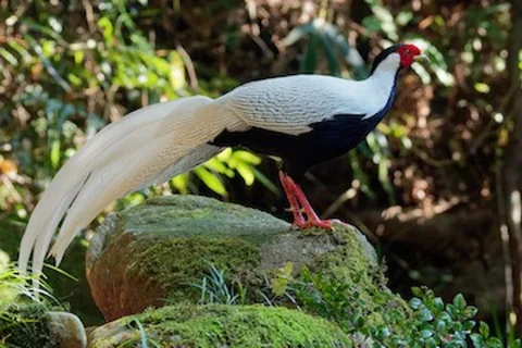 Indian Turkey (Desi Turkey)