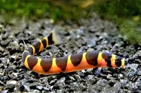 Hopolo Catfish (also known as Brown Hoplo or Armor Catfish)