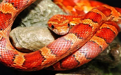 Okeetee Corn Snake