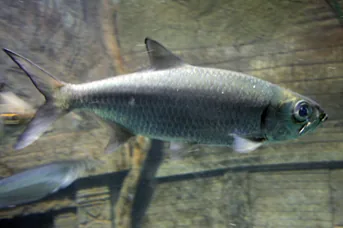 Indonesian Tiger Fish (Indo Datnoid, Siamese Tiger Fish)