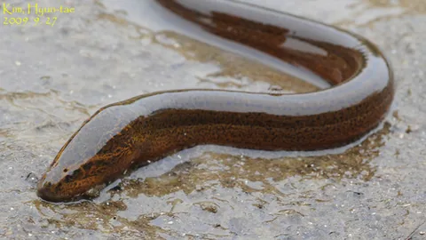 Asian Swamp Eel / Rice Eel