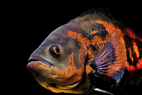 Oscar Cichlid