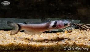 Horabargus Punctutus
