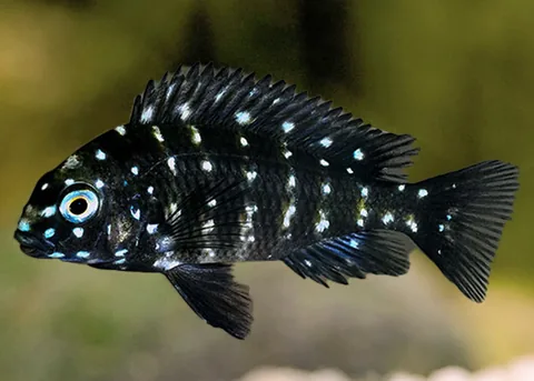 Duboisi Cichlid