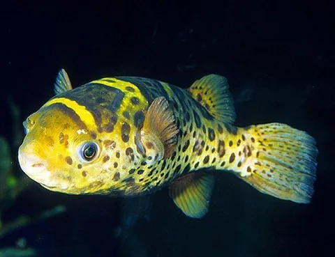 Ceylon Puffer, Indian Puffer