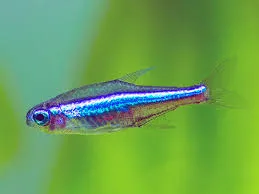 Green Neon Tetra