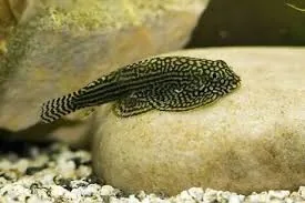 Hillstream Loach