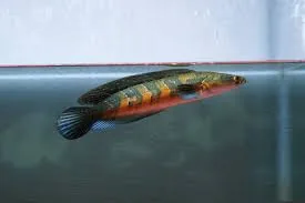 Channa Red Maru