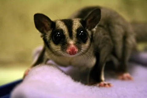 Sugar Glider