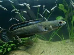 Kelaart’s Snakehead