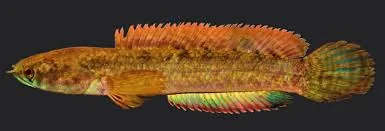 Lipor Snakehead