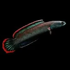 Fire and Ice Snakehead