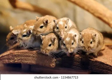 Mongolian Gerbil